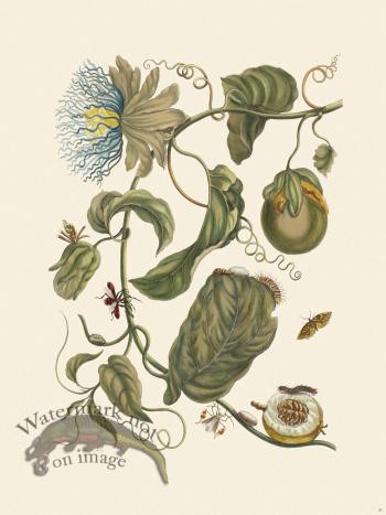 Merian Metamorphosis 21